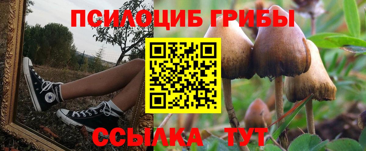 Кизилюрт  Галлюциногенные грибы Psilocybe  Вход с VPN 